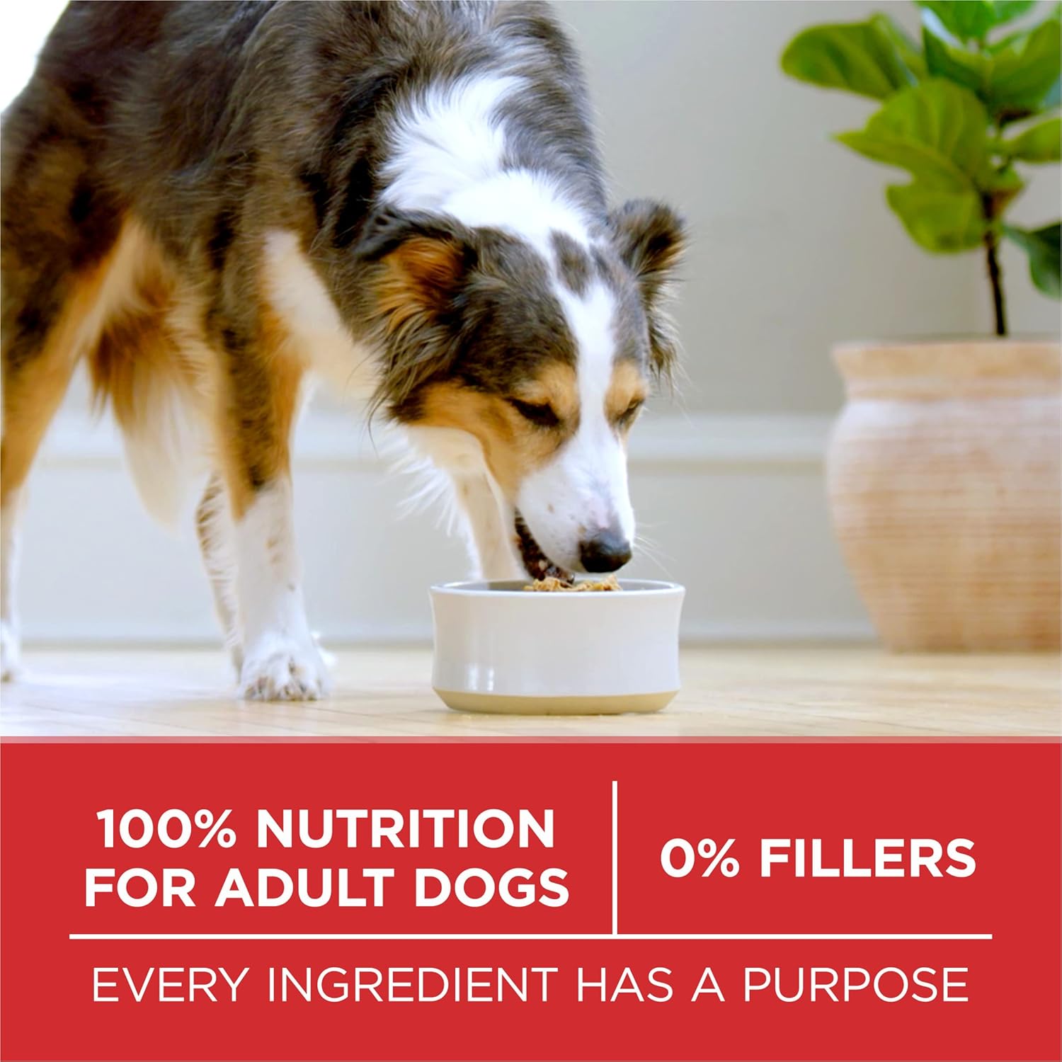 Purina ONE Chicken and Rice Formula Dry Dog Food – 40 lb. Bag - Image 6