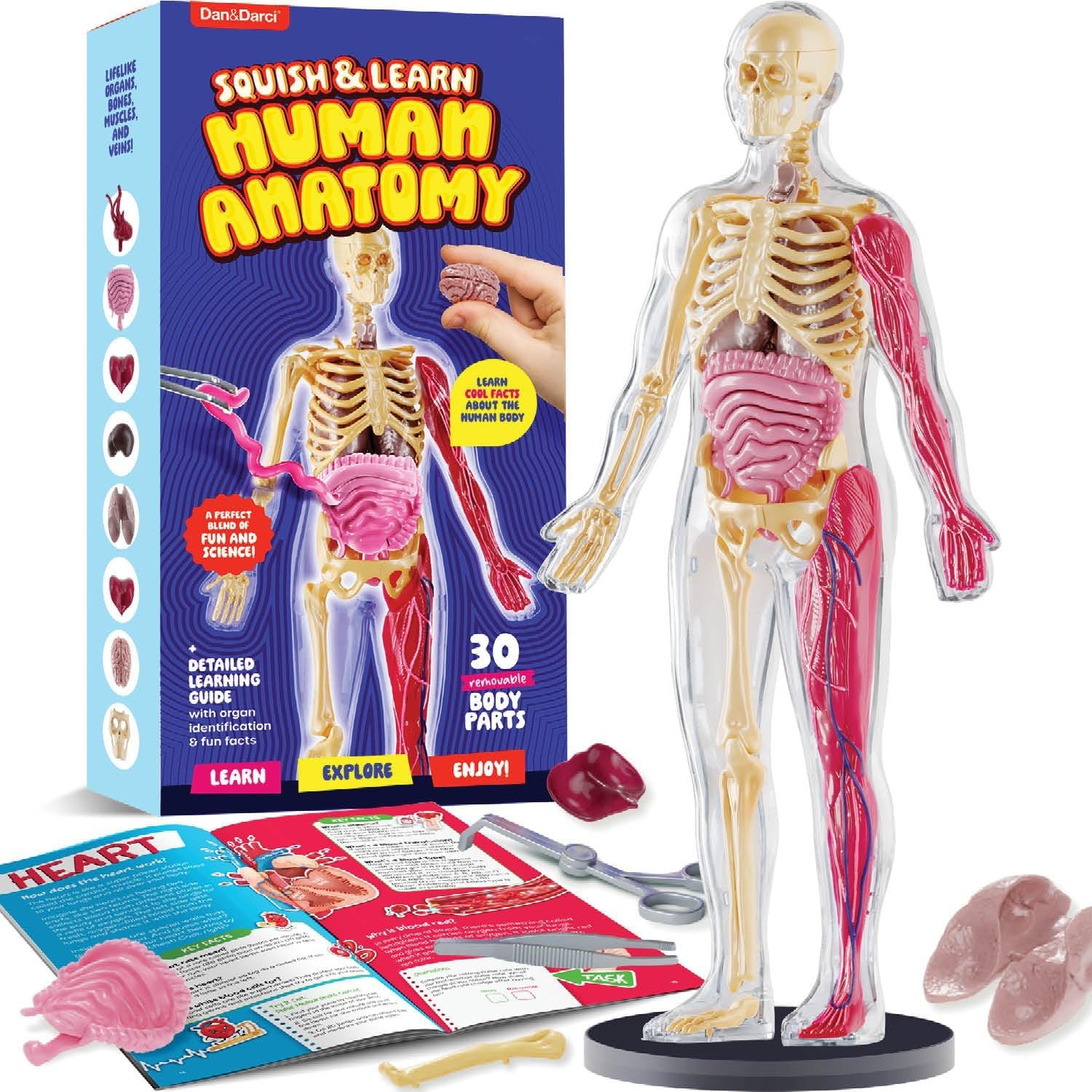 Human Anatomy Squishy Body Model – STEM Science Kit with Skeleton Parts for Kids Ages 4-8, Educational Learning Toy Birthday Gift for Boys - Buy Online at SimraCart